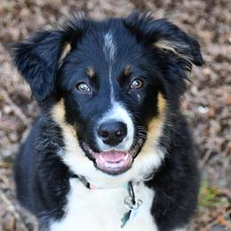 Australian Shepherd All Grown Up from K & R Australian Shepherds