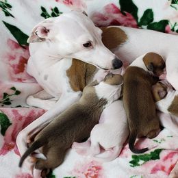 Lamb - Italian Greyhound