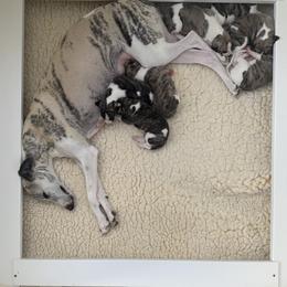 Whippet Puppies from Merrithought Whippets