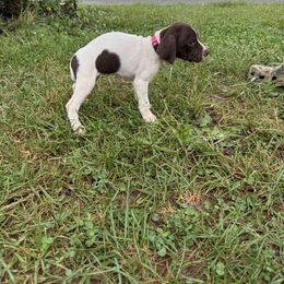German Shorthaired Pointer Puppies from Rustic Creek Farms