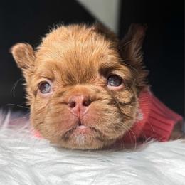 Peaches - Fawn female French Bulldog puppy in Porter, Texas from Whatabulldog