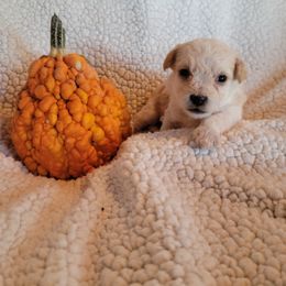 Maltipoo Puppies from Snow Pond Farm