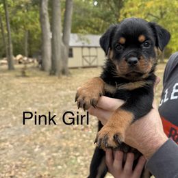 Girl 2 - Black and mahogany female Rottweiler puppy in Lima, Ohio from Vom Hause Bishop