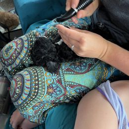 Poodle Puppies from Reuter Clan Poodles