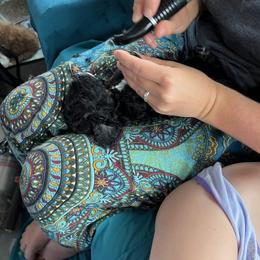 Poodle Puppies from Reuter Clan Poodles