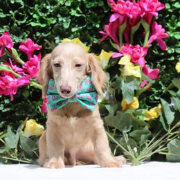 Heath - Cream male Dachshund puppy in Woodbine, Georgia from Bowdachs Miniatures