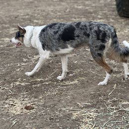 June - Border Collie