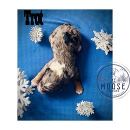 Trot - Merle male Bernedoodle puppy in Belleville, Michigan from Moose Tracks Bernedoodles