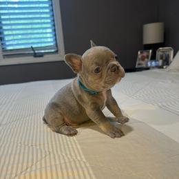 Blue - Blue male French Bulldog puppy in Bolingbrook, Illinois from Flores Frenchies