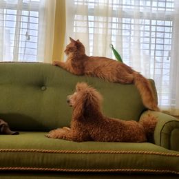 Poodles from GentleID