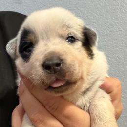 - Girl 1 - Blue female Australian Cattle Dog puppy in Kaufman, Texas from Emberwick Ranch