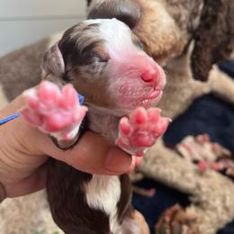 Cri-Kee - Chocolate merle male Bernedoodle puppy in New Ringgold, Pennsylvania from Hawk Mountain Doodles