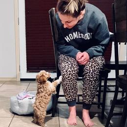 Aussiedoodle, Cockapoo, Miniature Australian Shepherd, and Poodle Puppies from Benson’s Red River Aussies