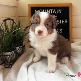 Flame - Red tri-color female Australian Shepherd puppy in Murrayville, Georgia from Mountain Ridge Aussies