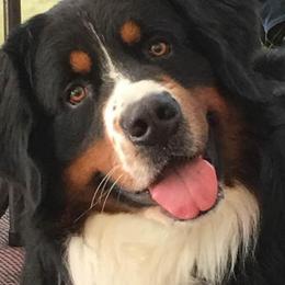 Bernese Mountain Dogs from Elaine Pelletier's Bernese Mountain Dogs