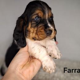 Farrah - Black brown and white female Basset Hound puppy in Mack's Creek, Missouri from Mack's Creek Basset Hounds