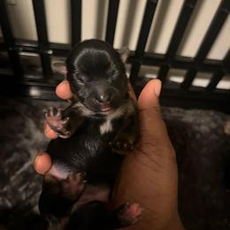 Slinky - Black and tan male Yorkshire Terrier puppy in Gastonia, North Carolina from Precious pups dynasty kennel