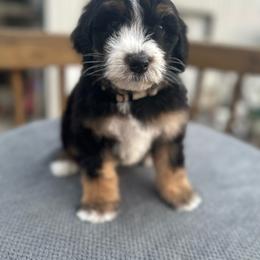 Olly - Tri-color male Bernedoodle puppy in Scottsville, Kentucky from Barren River Bernedoodles and Poodles