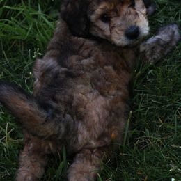 Collie, Goldendoodle, Havapoo, and Labradoodle Puppies from Oregon Valley Pups