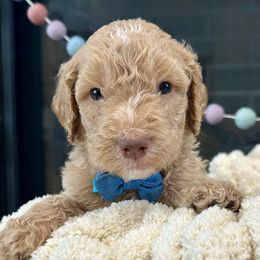 Lightning - Cream male Goldendoodle puppy in Wyandotte, Oklahoma from Goldendoodles of NE OK