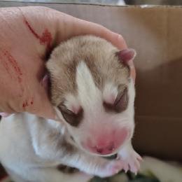 4 Adam - Red and white male Siberian Husky puppy in Heppner, Oregon from Yuki Ookami Show Kennel