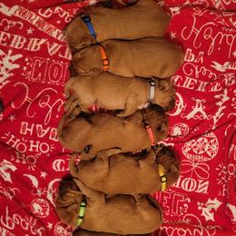 Golden Retriever Puppies from Cedar Life Goldens