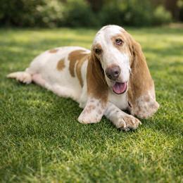 Penelope - Basset Hound