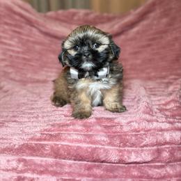 Bruno - Chocolate male Shih Tzu puppy in Phoenix, Arizona from Spoiled ShihTzu LLC