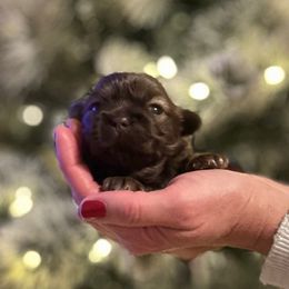 Boy 2 - Liver male Shih Tzu puppy in Kodak, Tennessee from Cutshall Babies