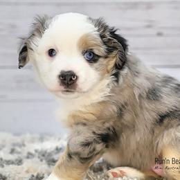 Zoe - Miniature Australian Shepherd puppy from Run'n Bear Mini Aussies