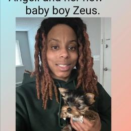 Biewer Terrier and Yorkshire Terrier Puppies from Southeast Biewers