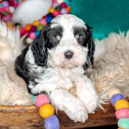 Ridge - Black and chalk male Australian Labradoodle puppy in Decatur, Alabama from Southern Meadows Doodles