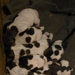 Boy 7 - Liver roan male German Shorthaired Pointer puppy in Henderson, Texas from C4 Gun Dogs