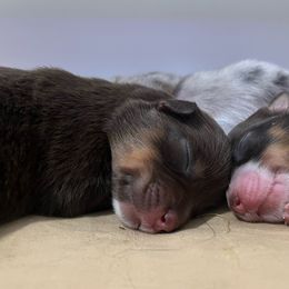 Australian Shepherd Puppies from Dream E River Ranch