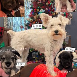 Miniature Schnauzer Puppies from Mississippi Mini Schnauzers
