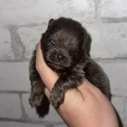 Stripe - Blue and tan male Pomeranian puppy in Perry County, Ohio from Speechless Pom’s