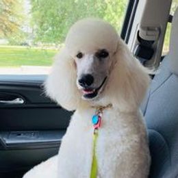 ZOEY - Poodle