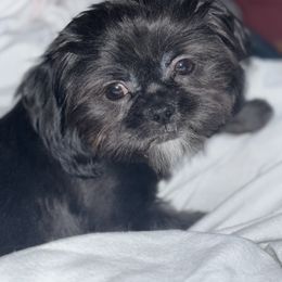Allie - Shih Tzu