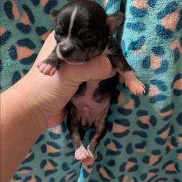 Louis - Black and white male Chihuahua puppy in Amity, Pennsylvania from Baxters Chihuahuas