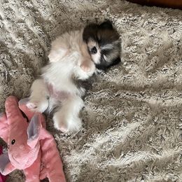 Pomeranian Puppies from Stardust Poms