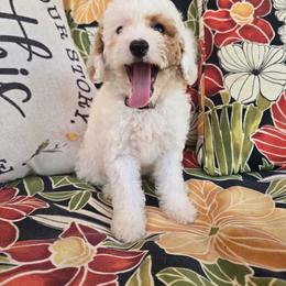 Spur - Parti female Goldendoodle puppy in Fordland, Missouri from K&K's Puppy Kingdom