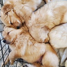 Golden Retriever Puppies from Magnolia Hill Golden Retrievers