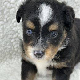 Kane - Black tri male Toy Australian Shepherd puppy in Arrington, Tennessee from Tumblin T Aussies and Aussiedoodles