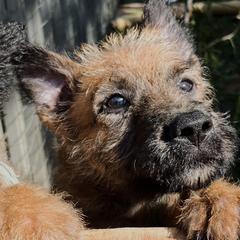 Mr topaz - Red sable male Belgian Laekenois puppy in Ball Ground, Georgia from COSWALD  BELGIAN  LAEKENOIS