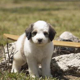 American Bully, Bernedoodle, Poodle, Sheepadoodle, and Whoodle Puppies from Wonderland’s Boujie Kennels
