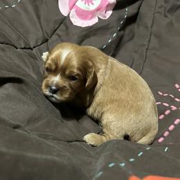 Shiloh - Ruby male Cavalier King Charles Spaniel puppy in Fairmount, Indiana from Dream Maker Cavaliers