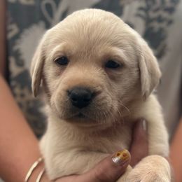 Girl 2 - Yellow female Labrador Retriever puppy in Gerber, California from In The Zone Dog Training and Breeding