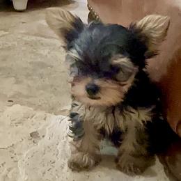 Sarah - Black and gold female Yorkshire Terrier puppy in Rockdale, Texas from Susie Pounders