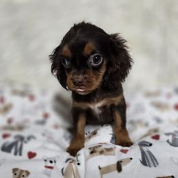 Zero - Chocolate male Cavalier King Charles Spaniel puppy in Neosho, Missouri from Pups on the Ridge