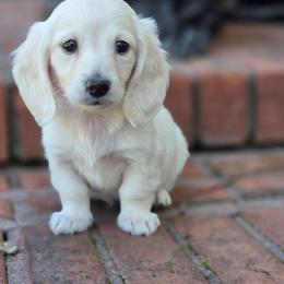 Auggie - Cream male Dachshund puppy in Ashford, Alabama from Circle City Dachshunds